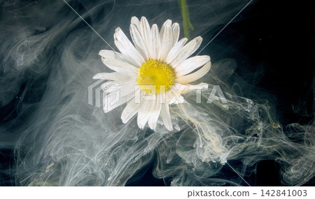 White daisy flower drifting through swirling translucent smoke against dark background White daisy flower drifting through swirling translucent smoke against dark background 142841003