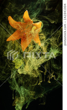 Orange lily suspended in swirling yellow green ink clouds over black background closeup Orange lily suspended in swirling yellow green ink clouds over black background closeup 142841004