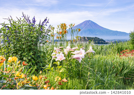 Mount Fuji and lilies Mount Fuji and lilies 142841010