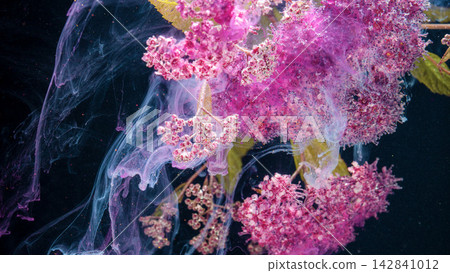 Pink flower cluster submerged in swirling translucent ink against dark background Pink flower cluster submerged in swirling translucent ink against dark background 142841012