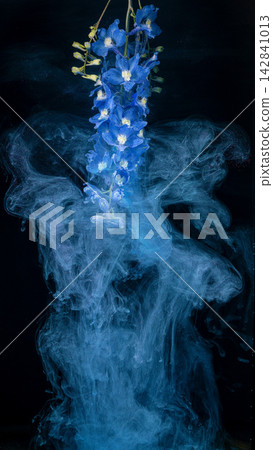 Blue delphinium stem suspended above swirling blue ink smoke on black background Blue delphinium stem suspended above swirling blue ink smoke on black background 142841013