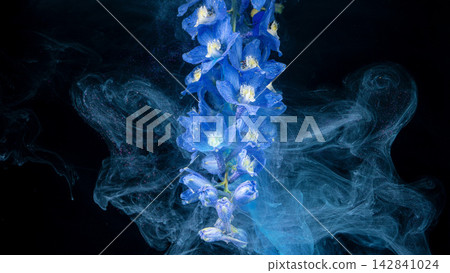 Blue delphinium flower spike suspended in dark water with swirling ink clouds Blue delphinium flower spike suspended in dark water with swirling ink clouds 142841024
