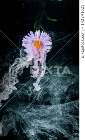 Purple daisy with yellow center suspended in smoky ink against deep black background Purple daisy with yellow center suspended in smoky ink against deep black background 142841025