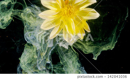 Yellow dahlia bloom submerged in swirling green ink and water against dark background Yellow dahlia bloom submerged in swirling green ink and water against dark background 142841036