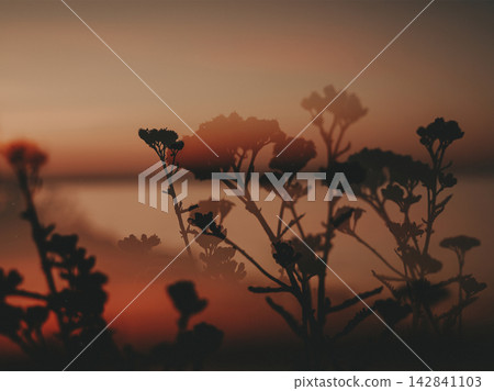 Dark silhouettes of wild plants against a warm hazy sunset over calm water create a moody botanical landscape with soft focus, layered depth, muted tones and a dreamy summer atmosphere for design use. Dark silhouettes of wild plants against a warm hazy sunset over calm water create a moody botanical landscape with soft focus, layered depth, muted tones and a dreamy summer atmosphere for design use. 142841103