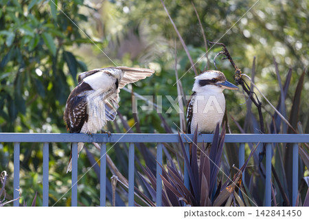 Two Australian Kookaburras standing on a fence near a swimming pool 142841450