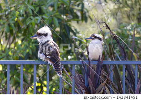 Two Australian Kookaburras standing on a fence near a swimming pool Two Australian Kookaburras standing on a fence near a swimming pool 142841451