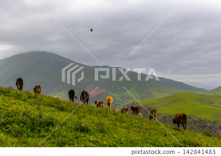 Herd of free-range grass-fed Cattle Grazing on Green Hillside with Rolling Mountains Herd of free-range grass-fed Cattle Grazing on Green Hillside with Rolling Mountains 142841483