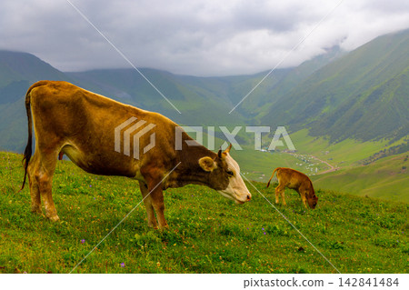 Brown Cow and Calf Grazing on Green Hillside with Mountains Brown Cow and Calf Grazing on Green Hillside with Mountains 142841484