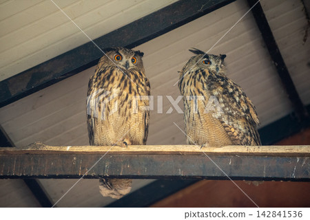 Two large Eurasian eagle owls perched side by side on a weathered metal beam against a corrugated metal roof Two large Eurasian eagle owls perched side by side on a weathered metal beam against a corrugated metal roof 142841536