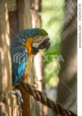 A vibrant close-up photograph featuring a large colorful macaw perched on a thick braided rope with sharp A vibrant close-up photograph featuring a large colorful macaw perched on a thick braided rope with sharp 142841539