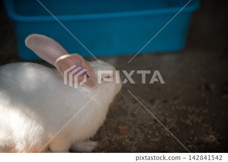 A serene close-up view of a white rabbit in an outdoor setting A serene close-up view of a white rabbit in an outdoor setting 142841542
