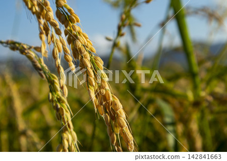 Macro shot of heavy ripe golden Bomba rice grains on stalks before harvesting under natural sunlight in an agricultural field Macro shot of heavy ripe golden Bomba rice grains on stalks before harvesting under natural sunlight in an agricultural field 142841663