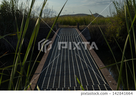 Footbridge crosses an irrigation canal in a natural park surrounded by green reeds and rice paddy fields Footbridge crosses an irrigation canal in a natural park surrounded by green reeds and rice paddy fields 142841664