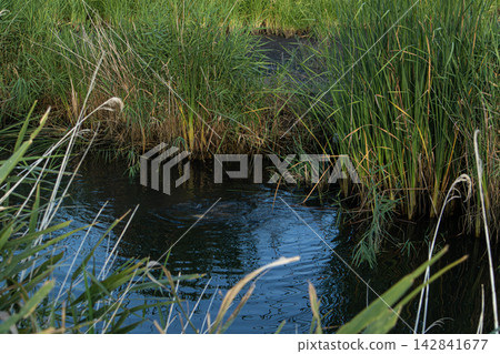 Spawning common carp create splashes in a murky irrigation canal surrounded by green reeds and wild vegetation Spawning common carp create splashes in a murky irrigation canal surrounded by green reeds and wild vegetation 142841677