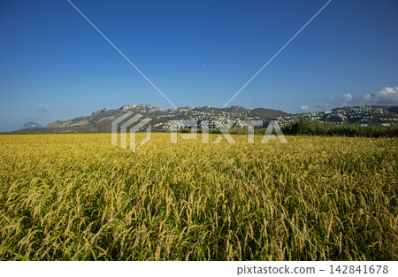 Sunlit golden Bomba rice plantation in Spain under clear blue sky with distant mountain views Sunlit golden Bomba rice plantation in Spain under clear blue sky with distant mountain views 142841678