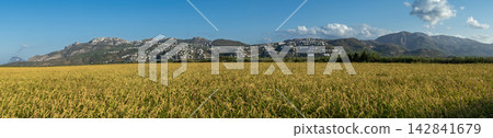 Wide view of ripe rice fields and mountains in Pego Oliva Natural Park, Spain under blue sky Wide view of ripe rice fields and mountains in Pego Oliva Natural Park, Spain under blue sky 142841679