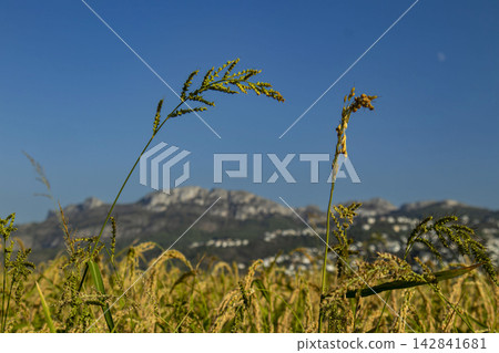 Wild grass panicles rise above ripe yellow rice fields with mountains in the distance under a clear blue sky Wild grass panicles rise above ripe yellow rice fields with mountains in the distance under a clear blue sky 142841681