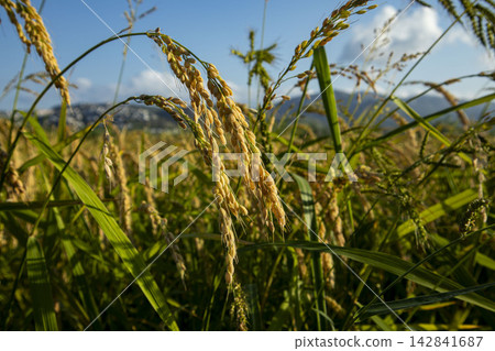 Close up of golden ears of Bomba rice growing in eco friendly paddy field in Pego Oliva Natural Park, Spain 142841687
