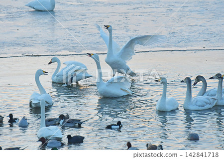 Swan Lake Suwa Nagano Prefecture Swan Lake Suwa Nagano Prefecture 142841718