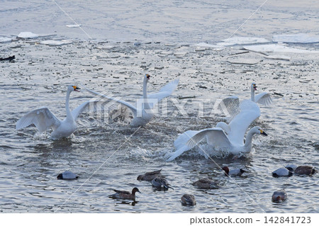 Swan Lake Suwa Nagano Prefecture Swan Lake Suwa Nagano Prefecture 142841723