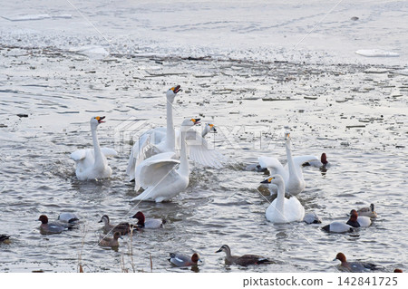 Swan Lake Suwa Nagano Prefecture Swan Lake Suwa Nagano Prefecture 142841725