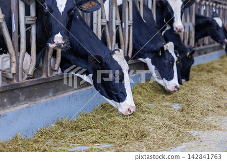 Cattle cow 142841763