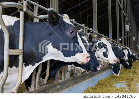 Cattle cow Cattle cow 142841766