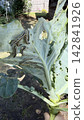 Sunlit macro view of cabbage leaf in backyard garden, held by hand, with striped caterpillars feeding 142841926