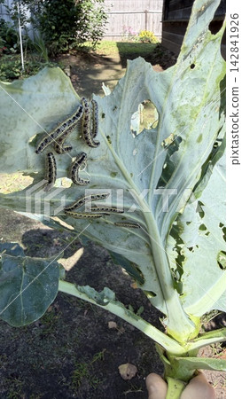 Sunlit macro view of cabbage leaf in backyard garden, held by hand, with striped caterpillars feeding Sunlit macro view of cabbage leaf in backyard garden, held by hand, with striped caterpillars feeding 142841926