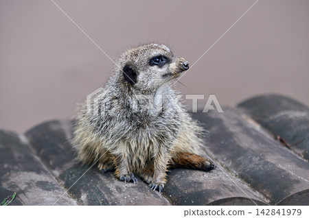 看看Meerkat 看看Meerkat 142841979