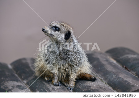 看看Meerkat 看看Meerkat 142841980