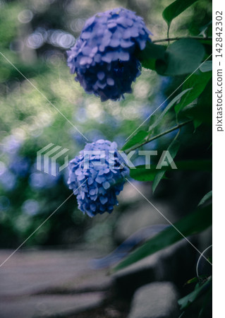 The fantastical hydrangeas of Nihonmatsu Temple The fantastical hydrangeas of Nihonmatsu Temple 142842302