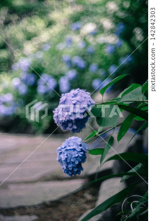 二本松寺的奇幻繡球花 二本松寺的奇幻繡球花 142842303