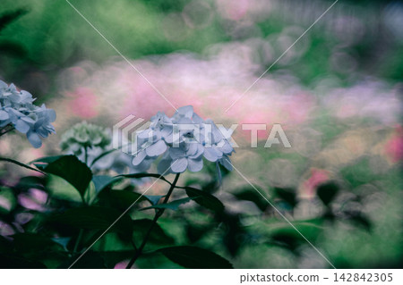 二本松寺的奇幻繡球花 二本松寺的奇幻繡球花 142842305