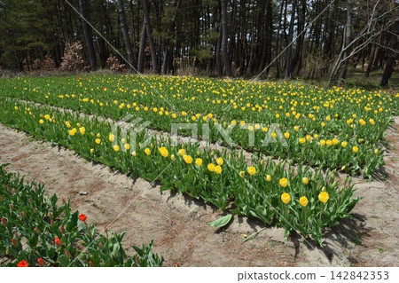 Tulip 142842353
