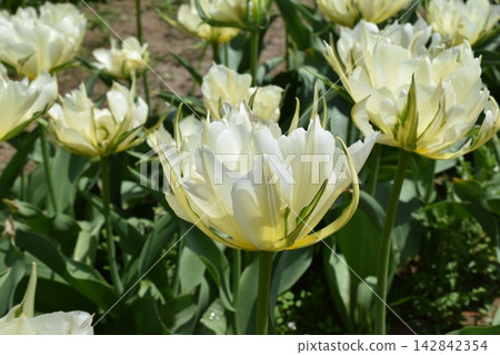 Tulip Tulip 142842354