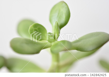 寶 寶 142842425