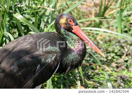 Black Stork (Ciconia nigra) Black Stork (Ciconia nigra) 142842504