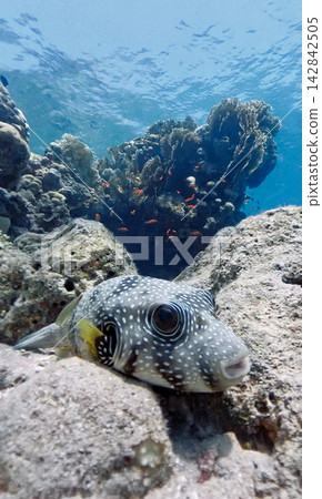 White-spotted pufferfish (Arothron hispidus) in the Red Sea White-spotted pufferfish (Arothron hispidus) in the Red Sea 142842505