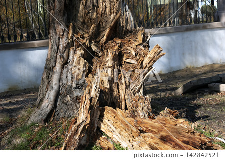 Splintered Base of an Old Decaying Tree 142842521