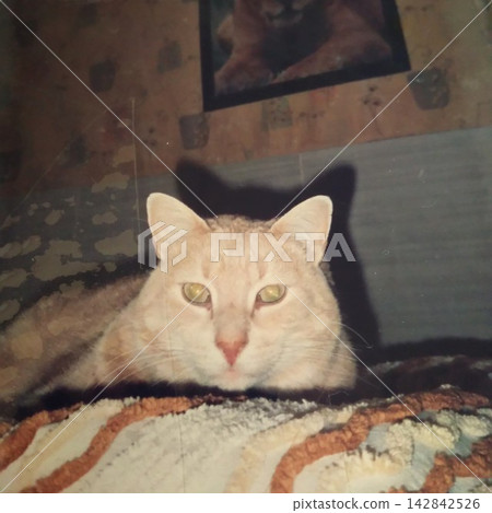 室內放鬆貓 室內放鬆貓 142842526