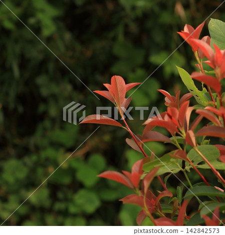Red Young Leaves Red Young Leaves 142842573