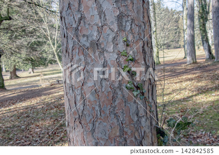 Scots Pine Trunk with Common Ivy in Winter Park Scots Pine Trunk with Common Ivy in Winter Park 142842585