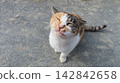 A calico cat strikes a pose with a kissing face, looking a little too cutesy. 142842658