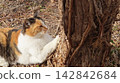 A cute calico cat patrols its territory, sharpening its claws in various places. 142842684