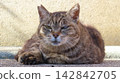 A boss cat with an imposing presence, exuding dignity and presence. 142842705