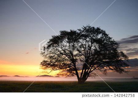 Sunrise and a single tree Sunrise and a single tree 142842758