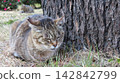 Each of these adorable cats is relaxing in their own way. 142842799