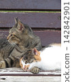 The everyday life of these lovey-dovey, overly cute calico cats. 142842901